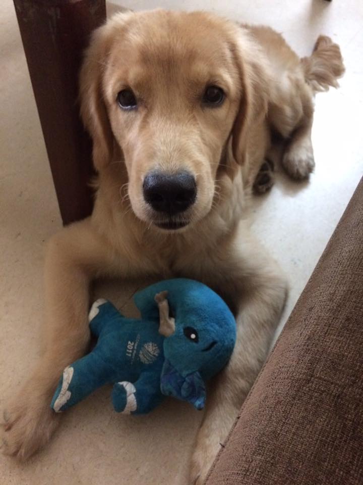 how much exercise should a golden retriever puppy get